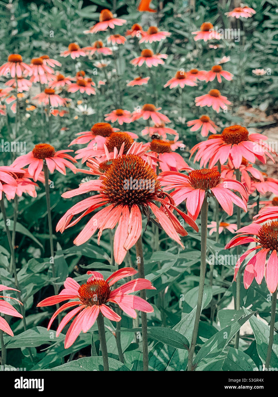 Flowers on the wild hi-res stock photography and images - Alamy