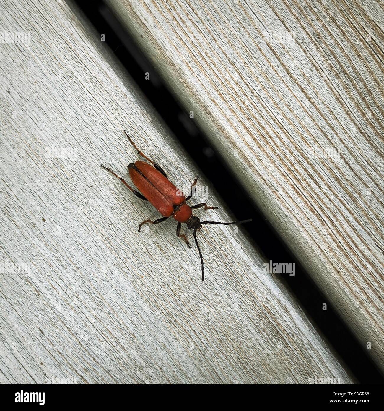 Red-Brown Longhorn Beetle (Female) Stock Photo