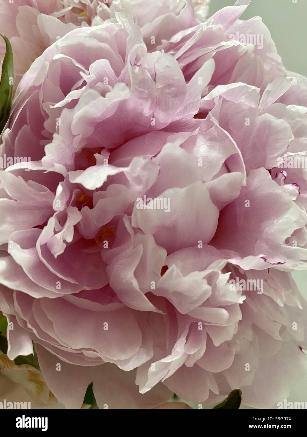 Blooming Peony Stock Photo