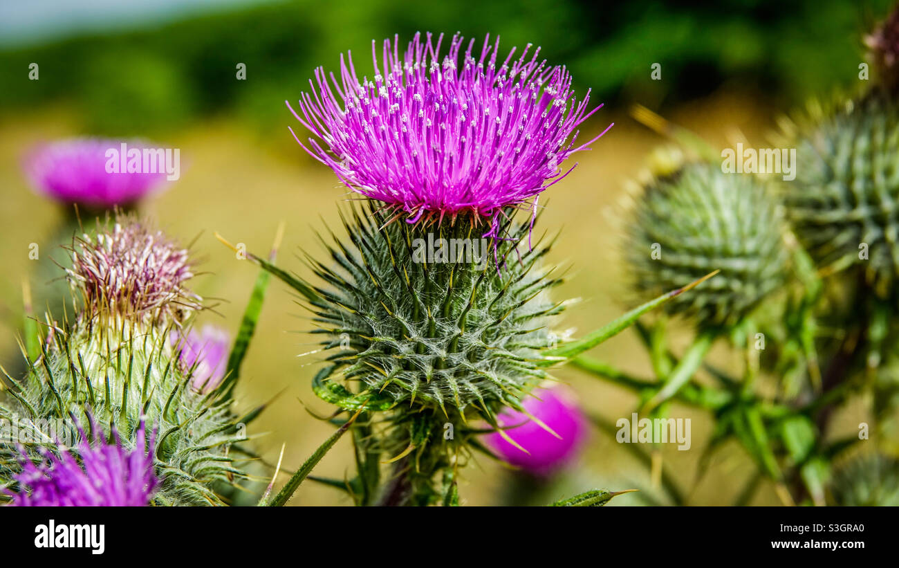 A thistle the national flower of Scotland Stock Photo Alamy