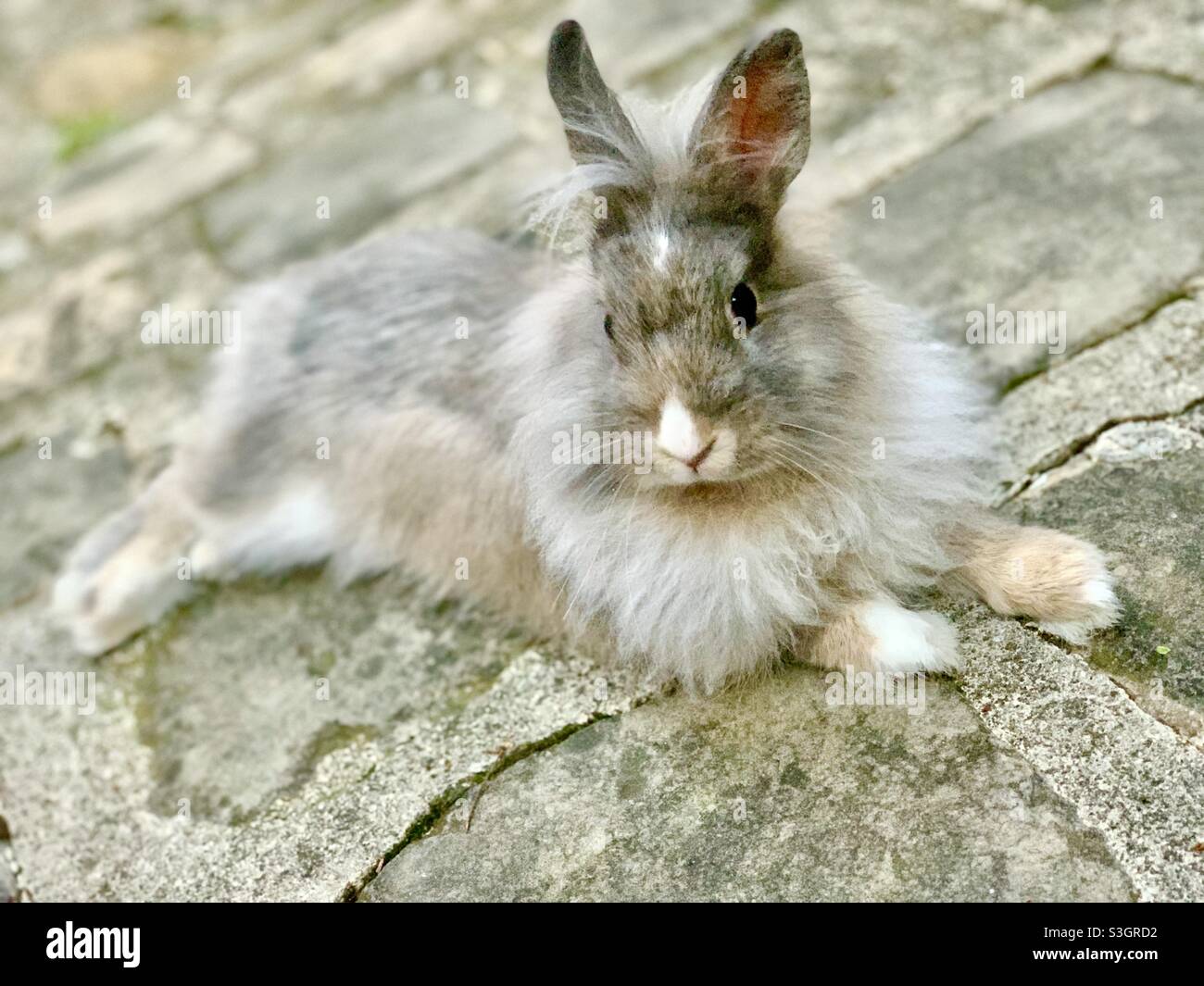 angora dwarf rabbit