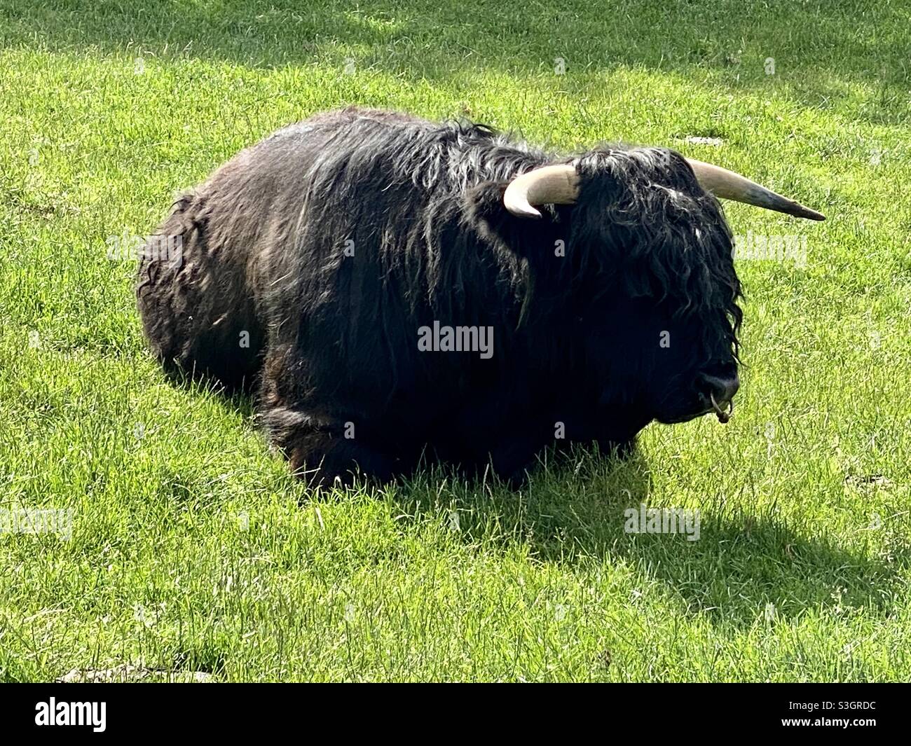 Black highland bull - Smartphone Captured Stock Image