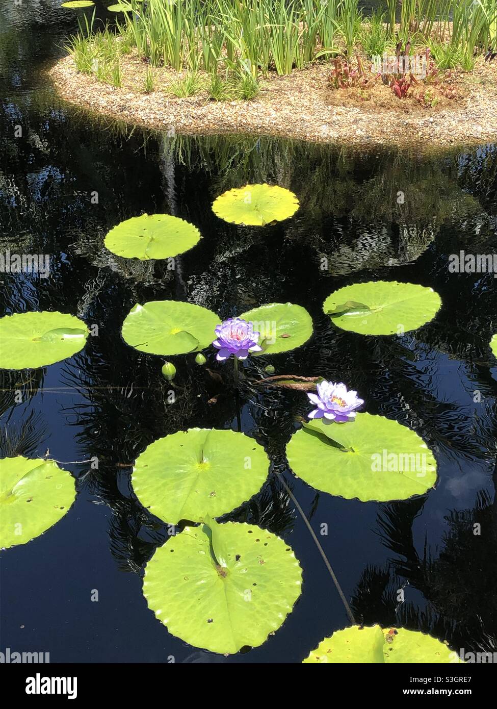 Purple flowers on lily pads Stock Photo