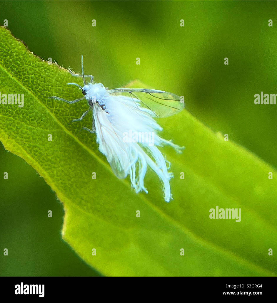 Woolly Aphids How To Control And Treat Woolly Aphids