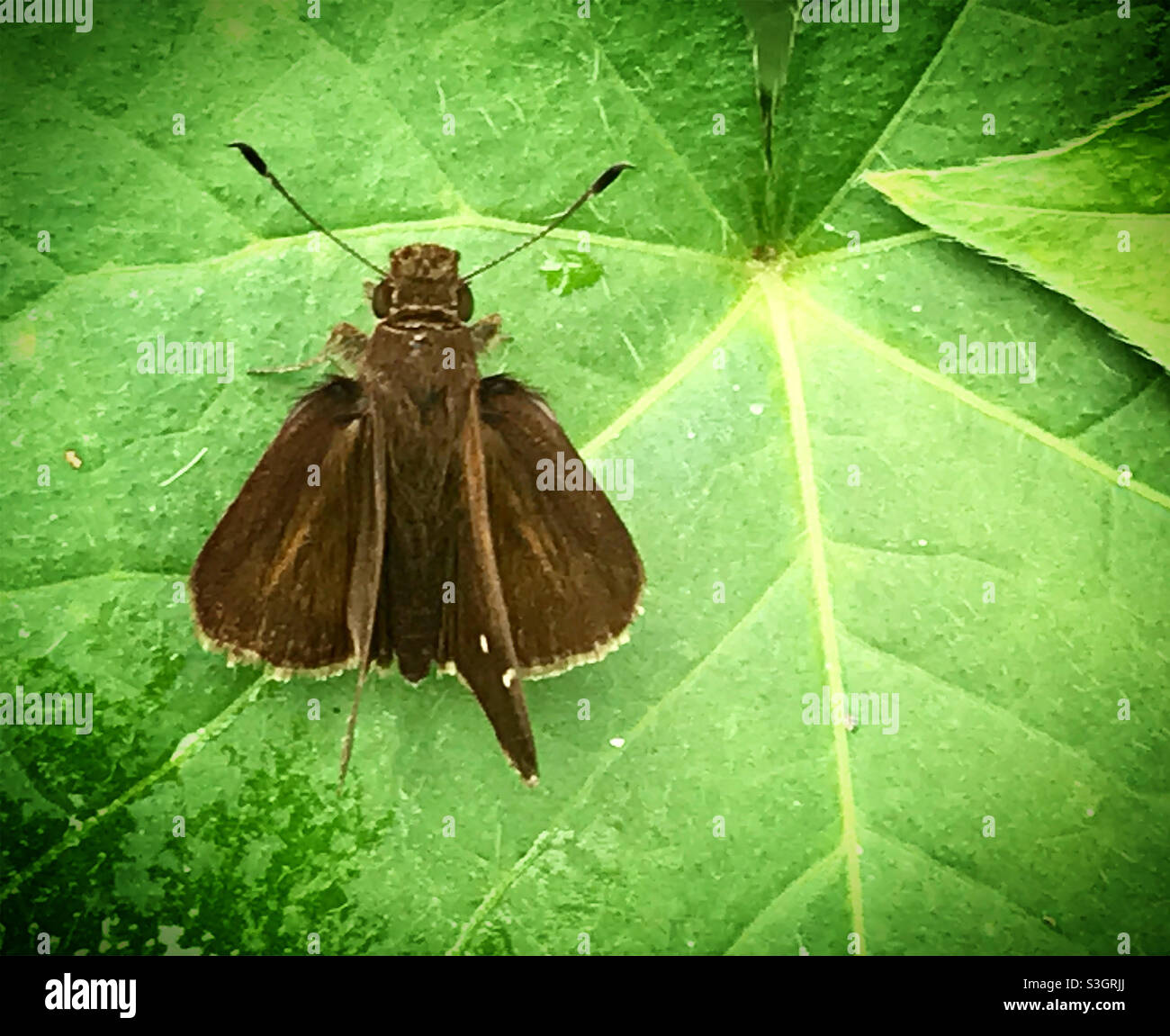 A moth perches on a green leaf in a forest in Mexico - Smartphone Captured Stock Image