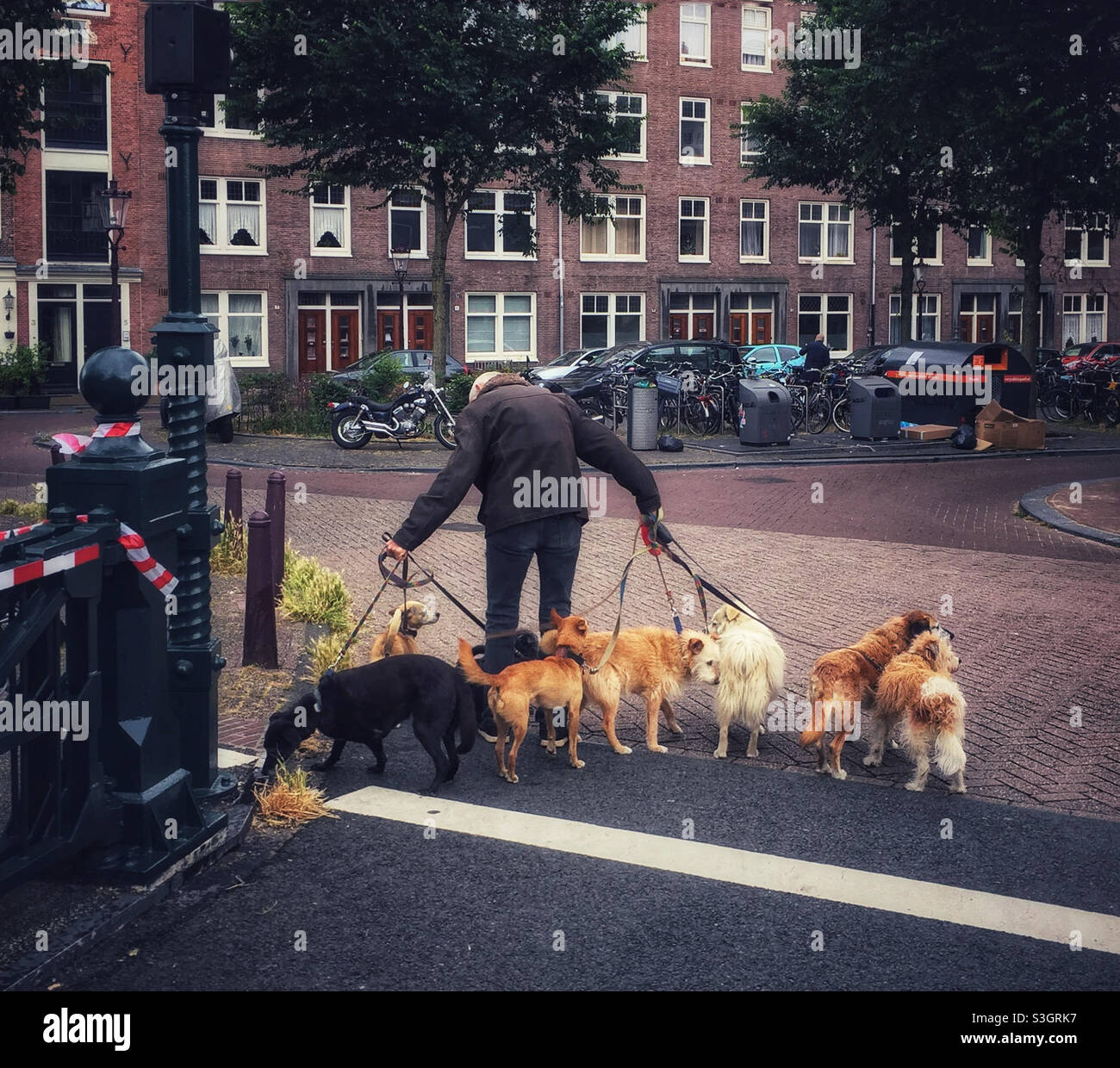 An elderly man walking his dogs on a street in Amsterdam - Smartphone Captured Stock Image