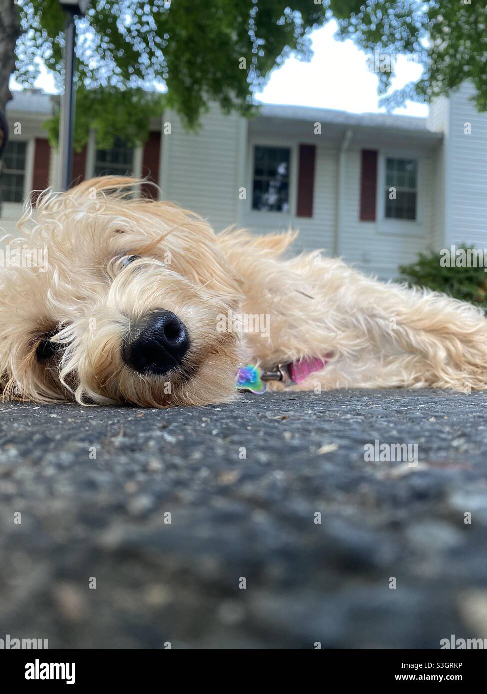 Dog tired. Low angle. A mixed breed puppy naps on the pavement outside its townhome in the suburbs of Washington, D.C. - Smartphone Captured Stock Image