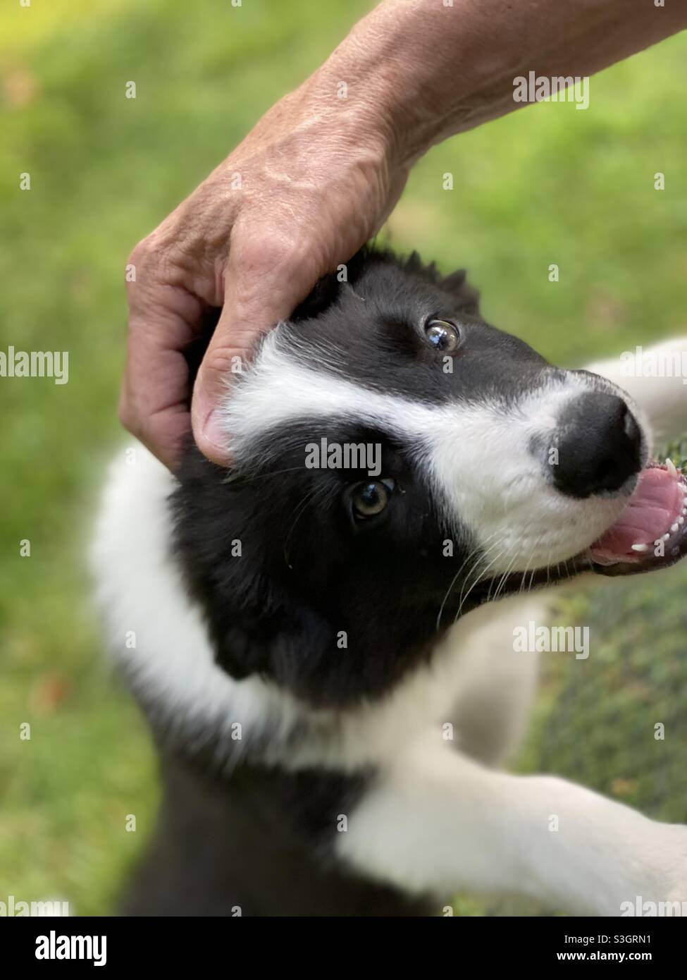 Happy Border border collie puppy getting pet - Smartphone Captured Stock Image