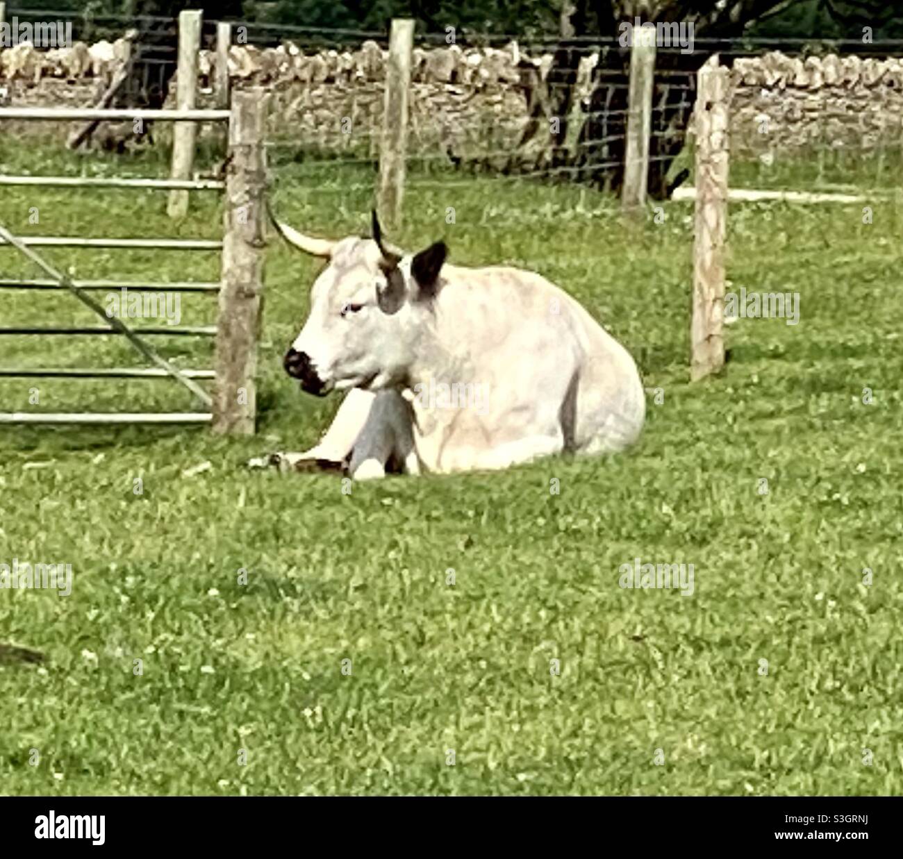 White park cow at Cotswold farm park - Smartphone Captured Stock Image