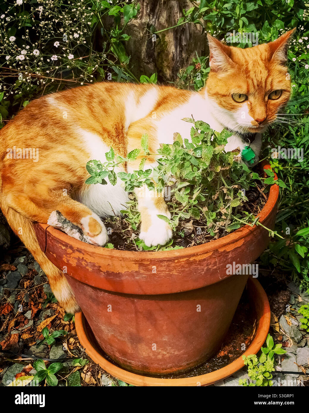 Plant Pot Puss Stock Photo