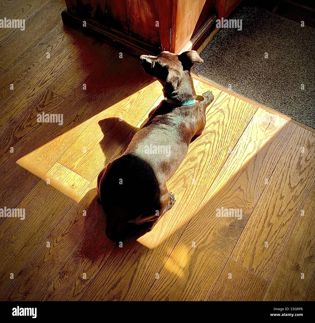 Dog in the sun - Smartphone Captured Stock Image