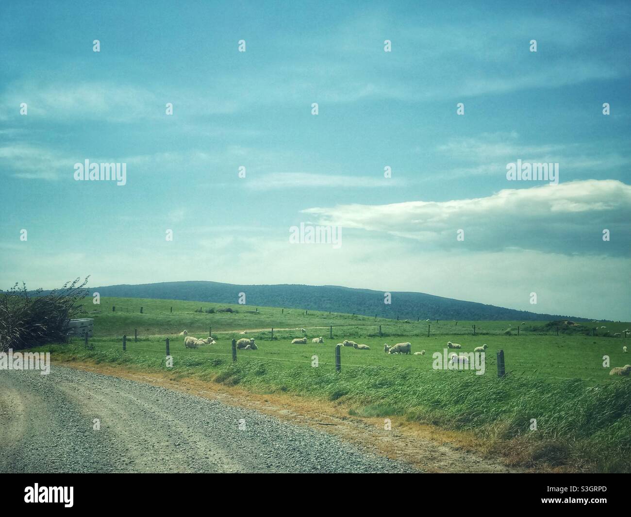 Sheep in a meadow next to a grave road in the Southland region, South Island, New Zealand - Smartphone Captured Stock Image