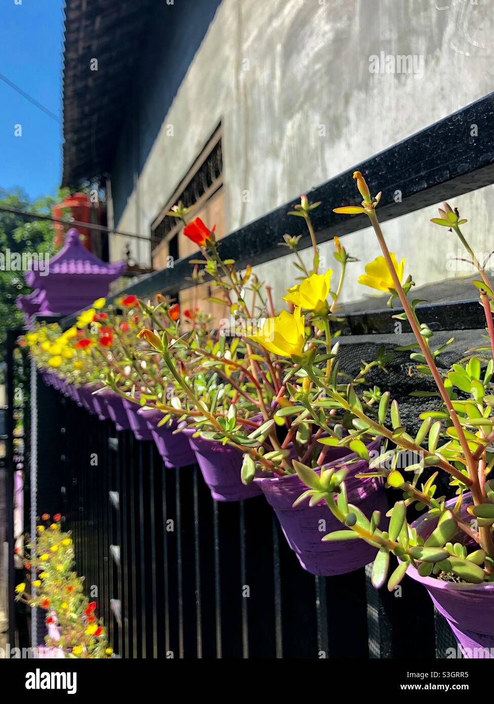 Colorful flowers on fence hi-res stock photography and images - Alamy
