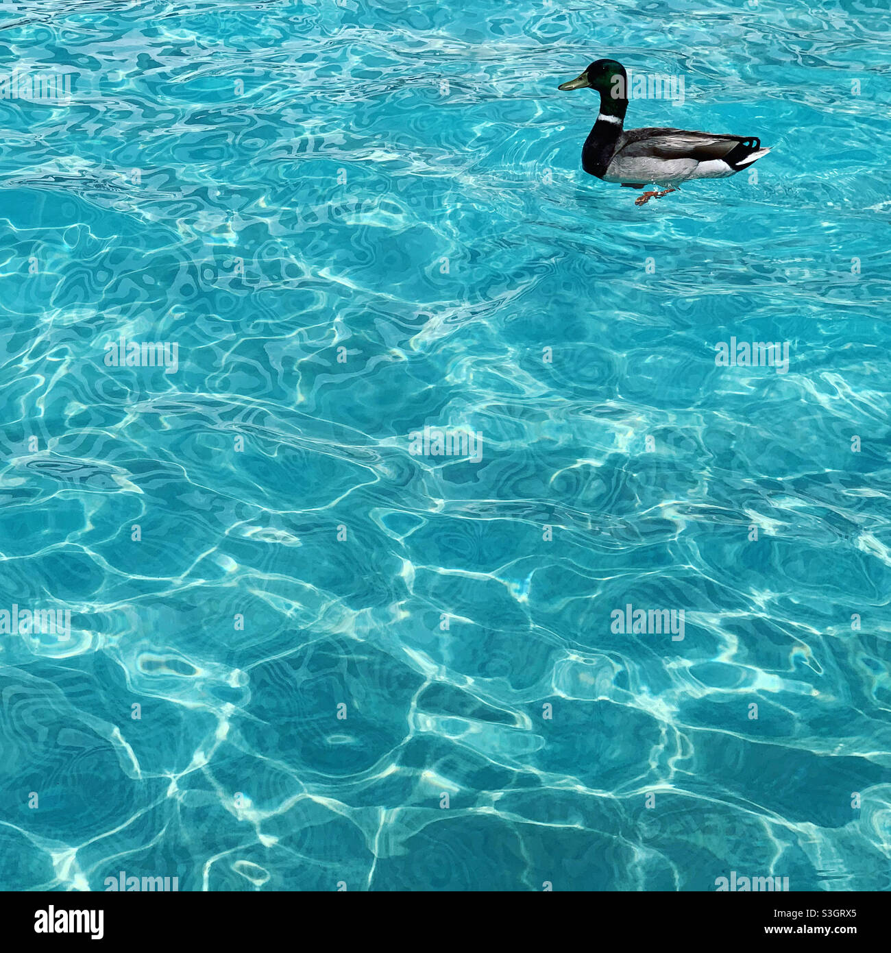 A duck swimming in a resort pool Stock Photo