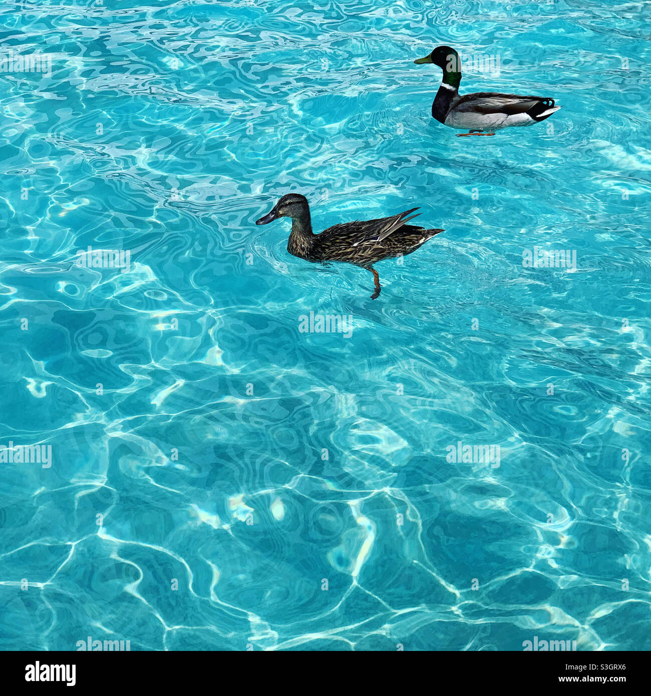 Ducks swimming in a resort pool - Smartphone Captured Stock Image