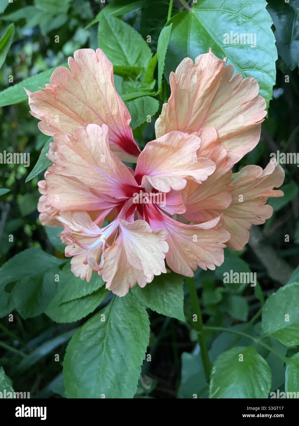Double ruffle coral hibiscus flower Stock Photo
