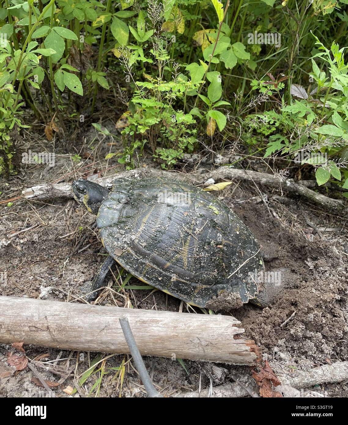 Yellow bellied slider turtle laying eggs Stock Photo Alamy