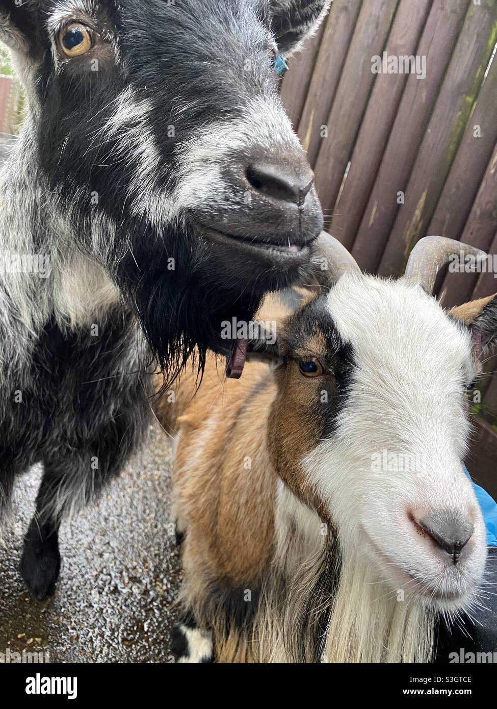 Two African Pygmy goats come towards the camera. Stock Photo