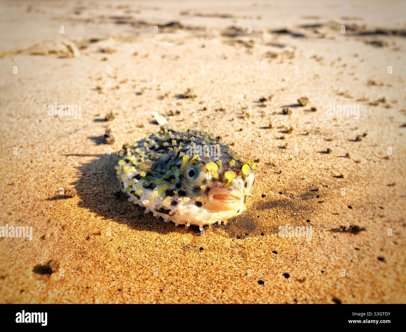 A poor little puffer fish that has washed onto the beach - sadly couldn't  be returned to the water as it was already dead Stock Photo - Alamy