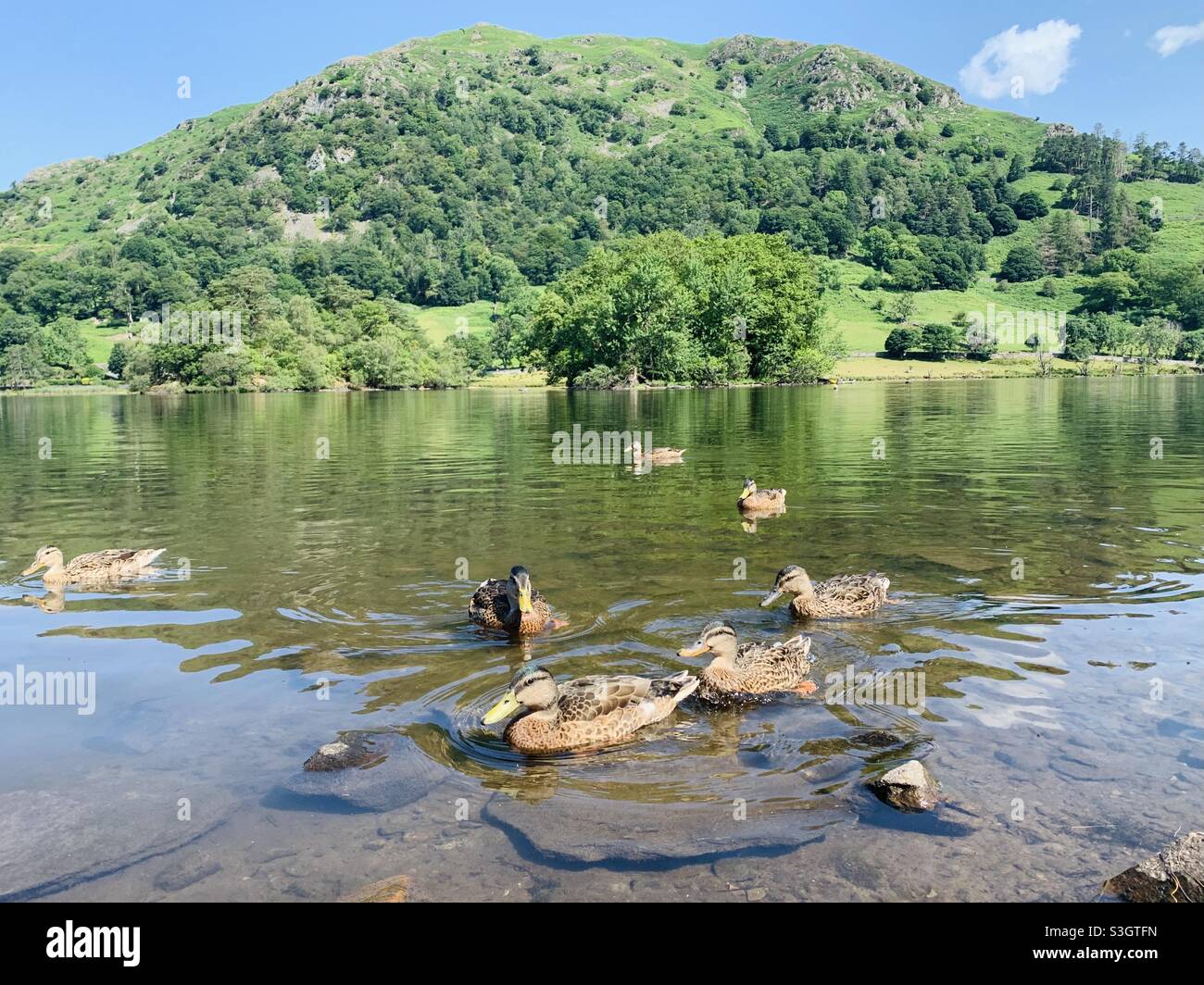 Ducks at rydal water Stock Photo
