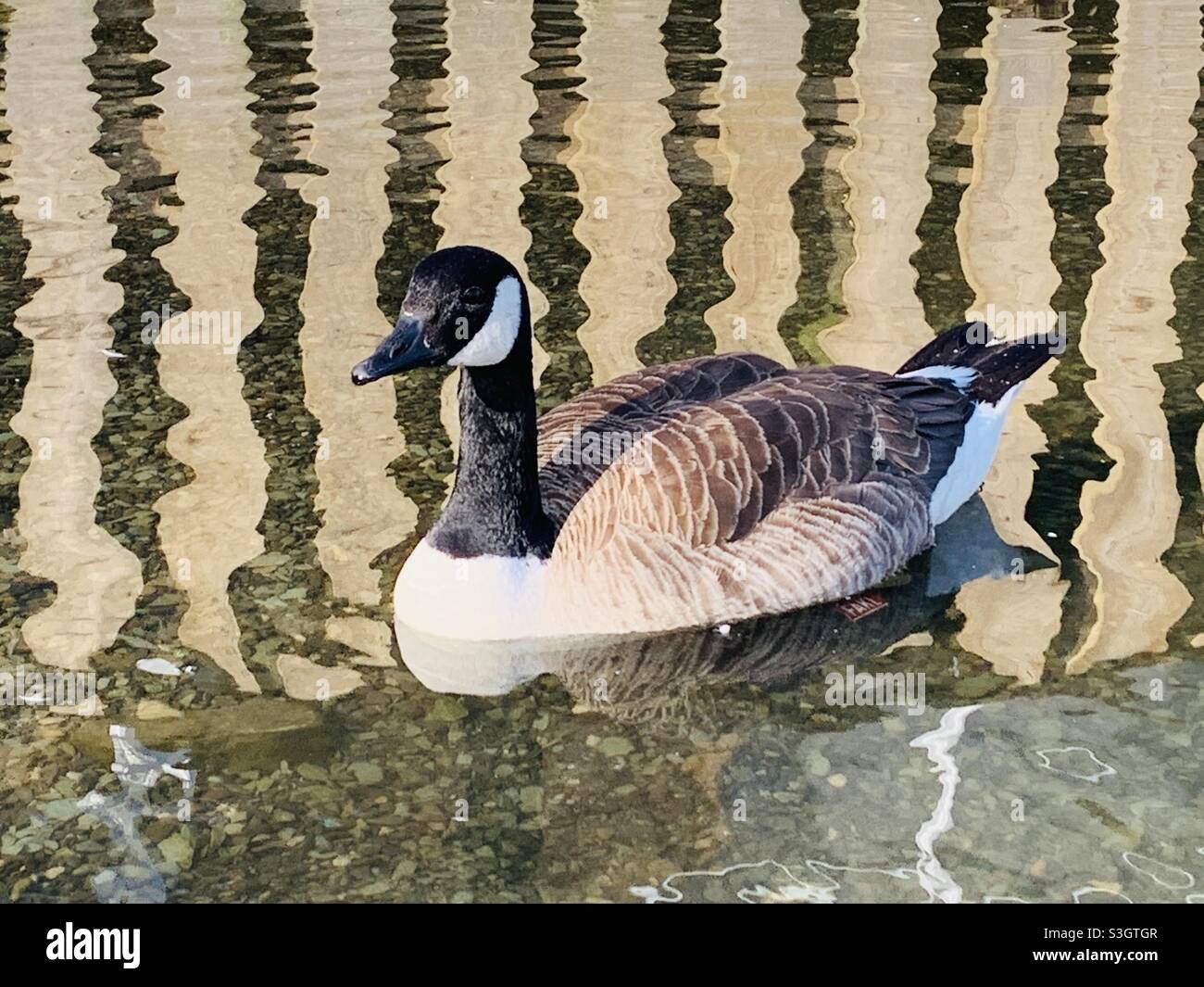 Goose with vertical lines in reflection of water - Smartphone Captured Stock Image