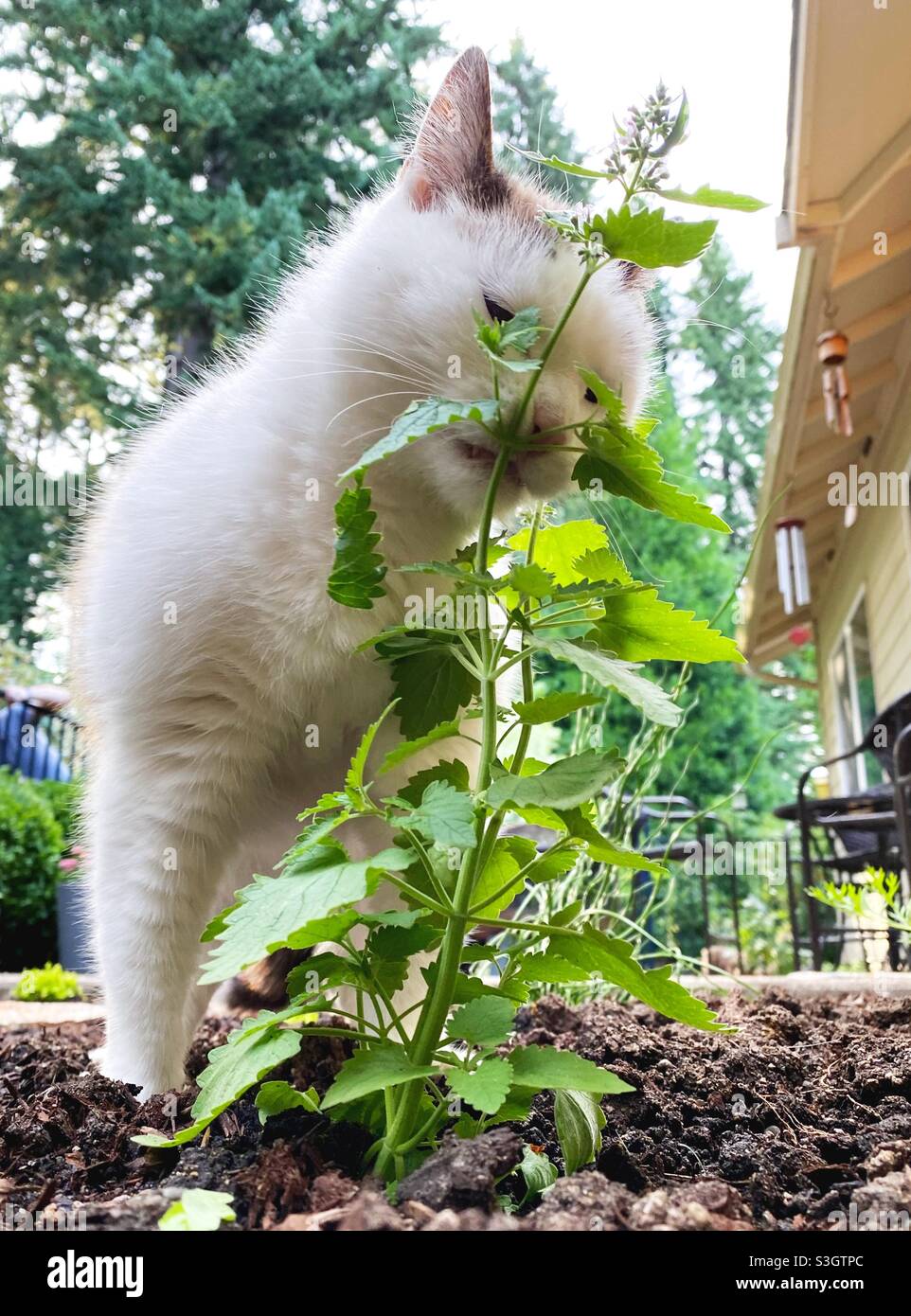A cat biting a catnip plant in a garden Stock Photo Alamy