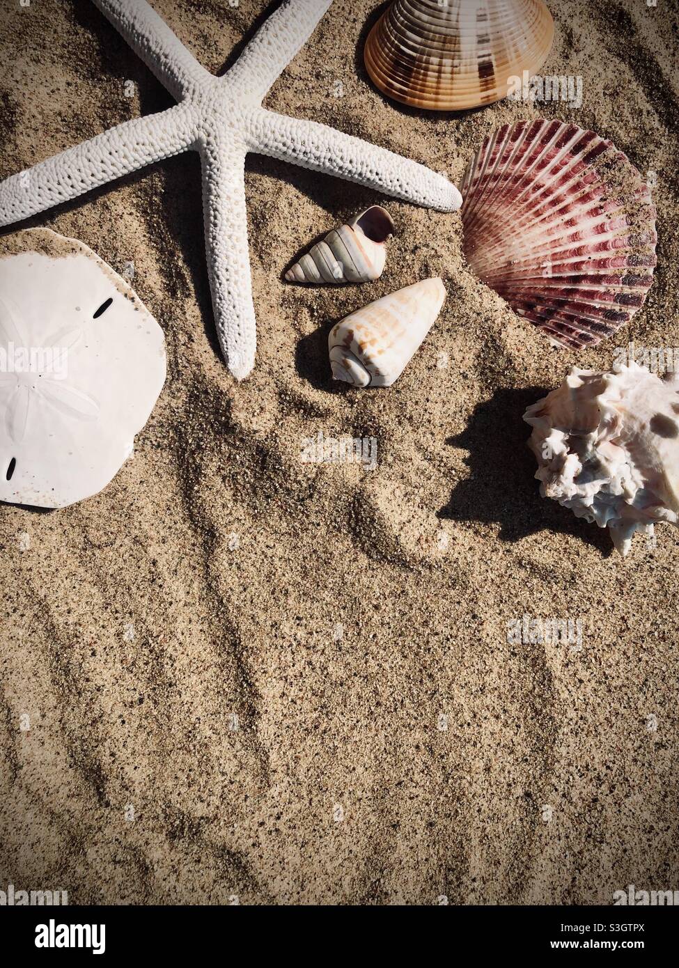 Seashells on the sand Stock Photo