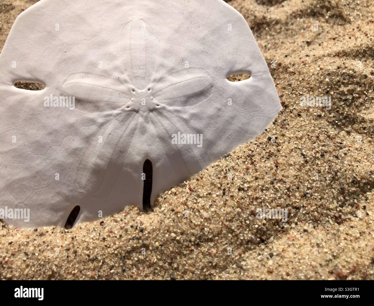 Sand dollar on the beach Stock Photo