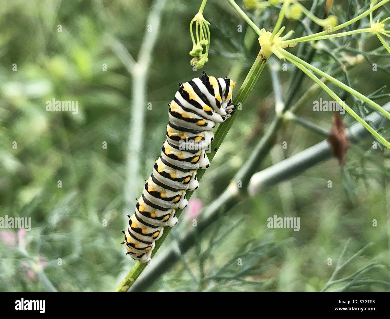 Black swallowtail caterpillar on a dill plant Stock Photo Alamy
