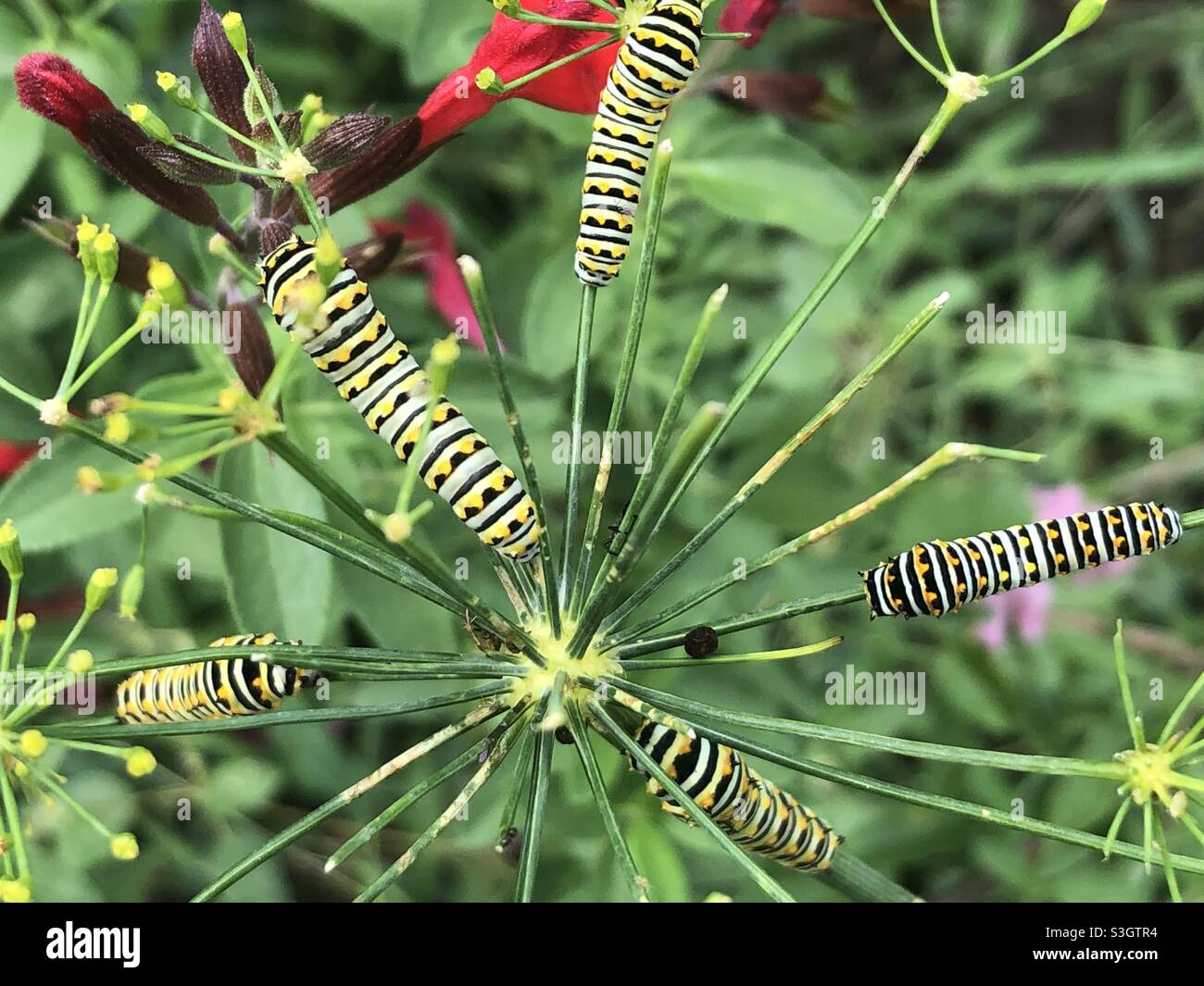 Eastern black swallowtail caterpillars on a dill plant Stock Photo