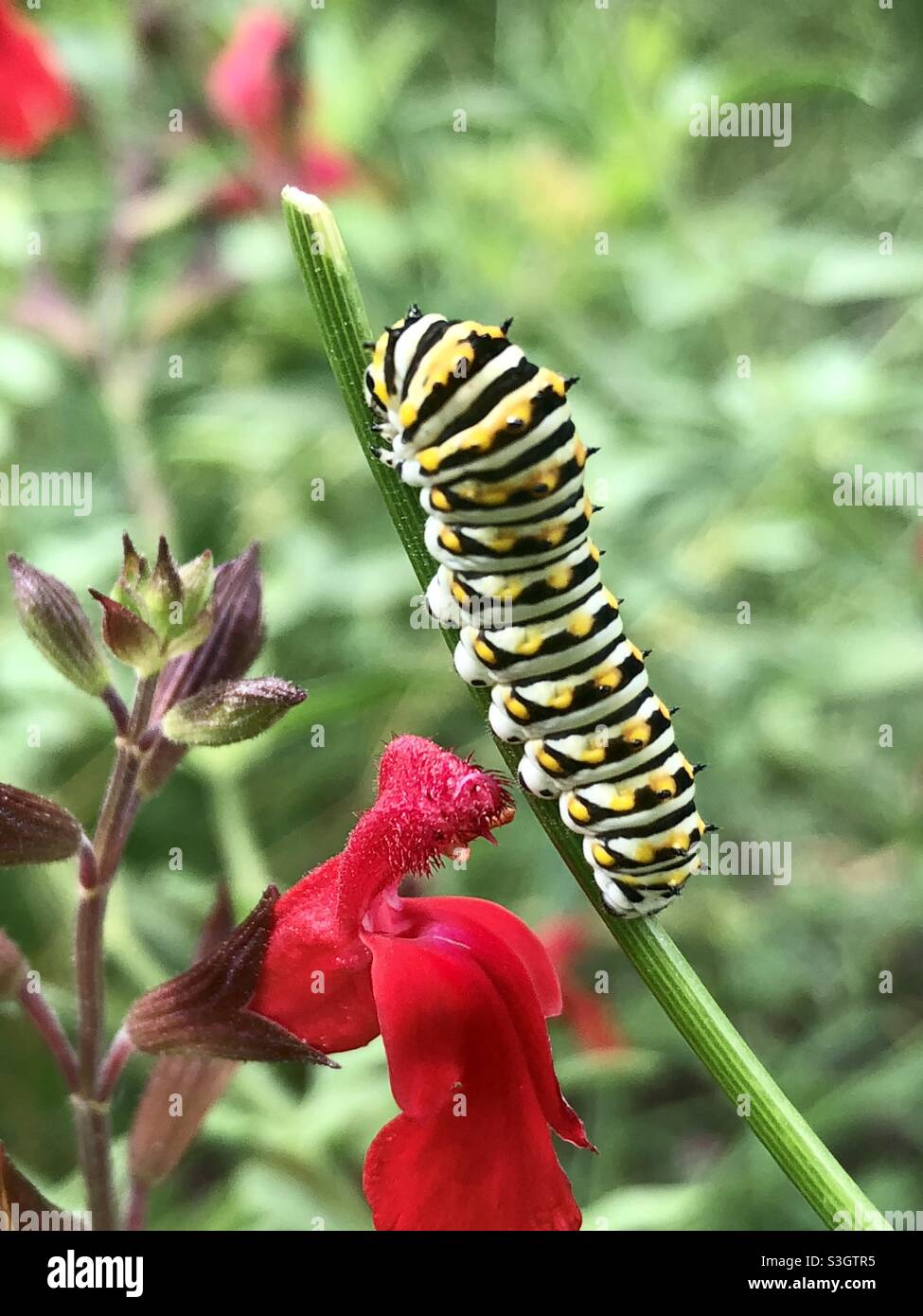 Black swallowtail caterpillar on a dill plant Stock Photo