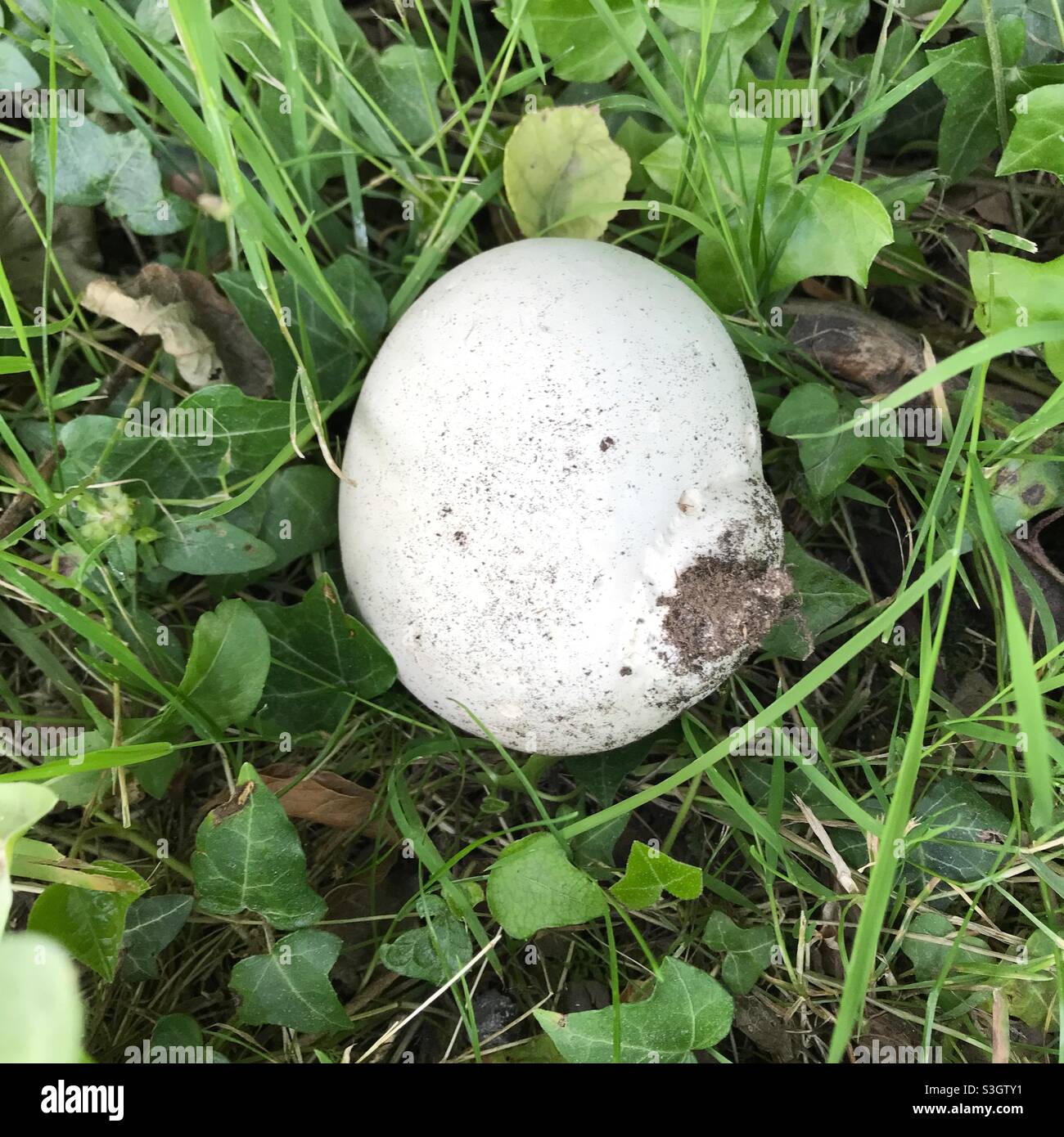 Puffball mushroom, Medstead, Alton, Hampshire, England, United Kingdom. Stock Photo