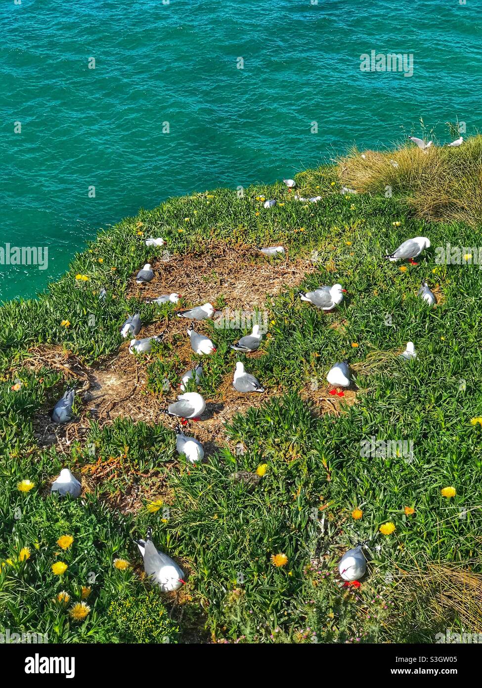 Red-billed gulls (Larus novaehollandiae) nesting on Taiaroa Head at the end of the Otago Peninsula in Dunedin, South Island, New Zealand - Smartphone Captured Stock Image