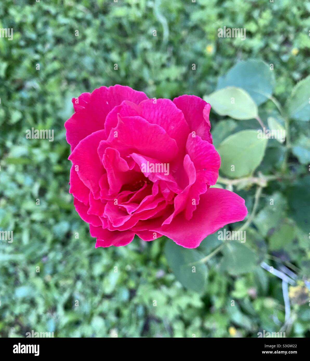 Red rose in bloom nature photography Stock Photo