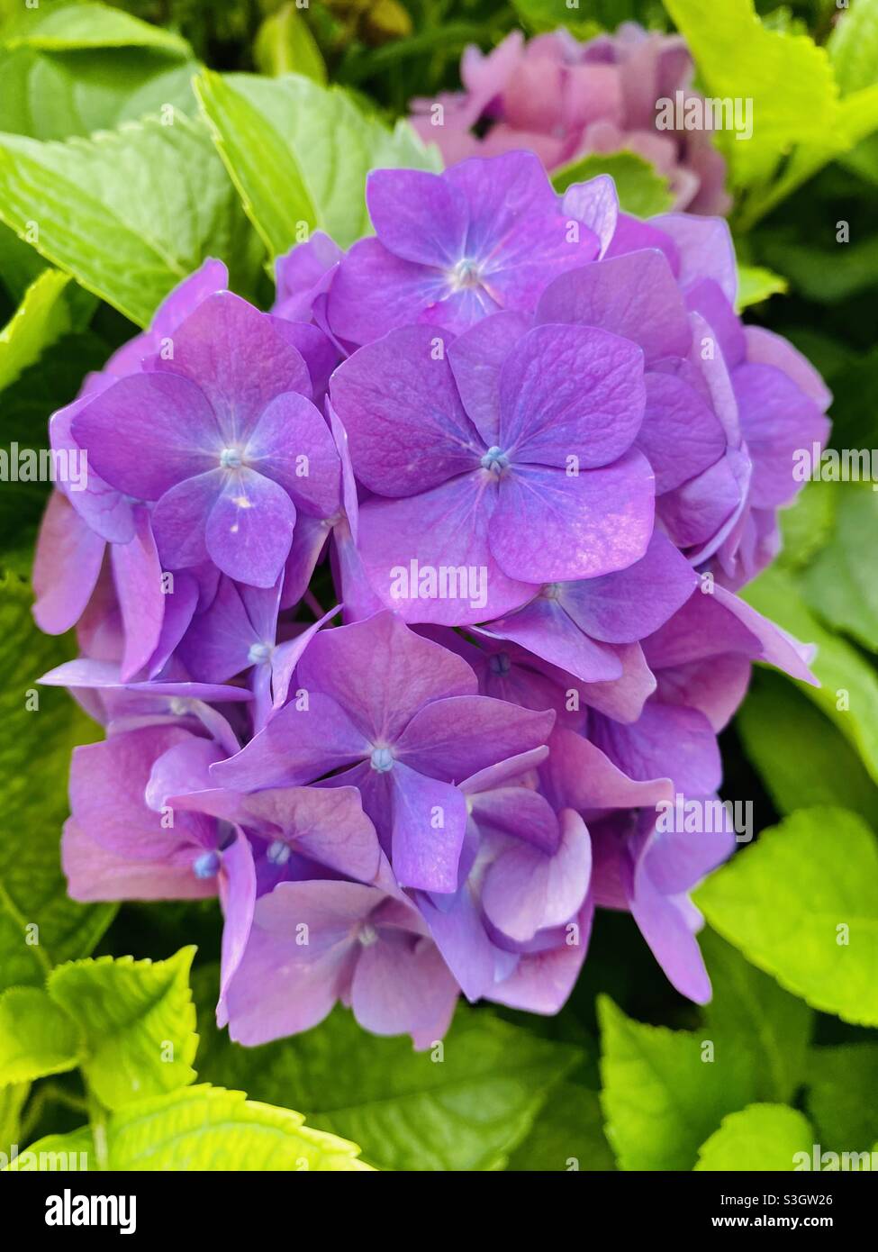 Purple Bigleaf hydrangea (hydrangea macrophylla). Stock Photo
