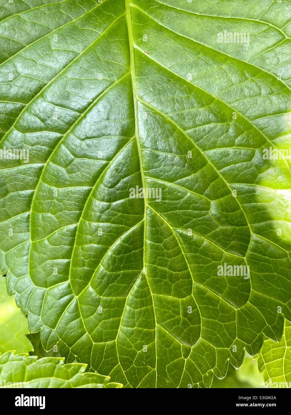 Green leaf texture nature photography Stock Photo