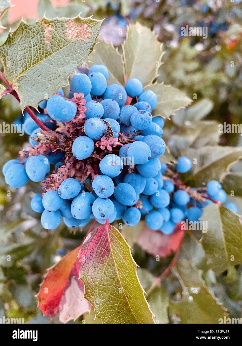 Blue berries closeup up nature photography Stock Photo