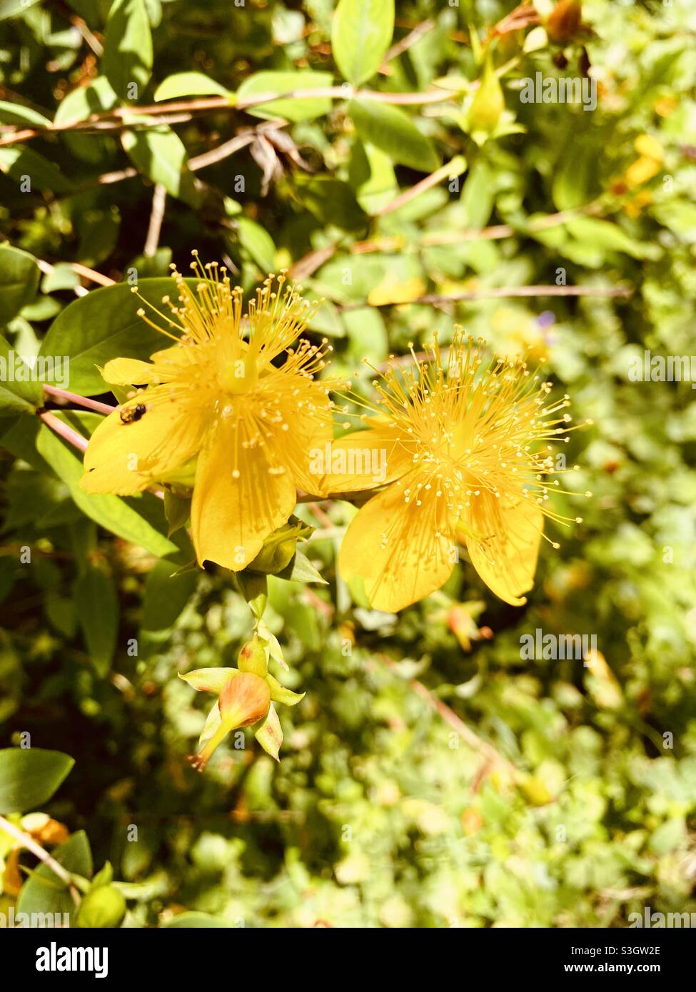 Yellow Hypericum triquetrifolium flowers in bloom Stock Photo