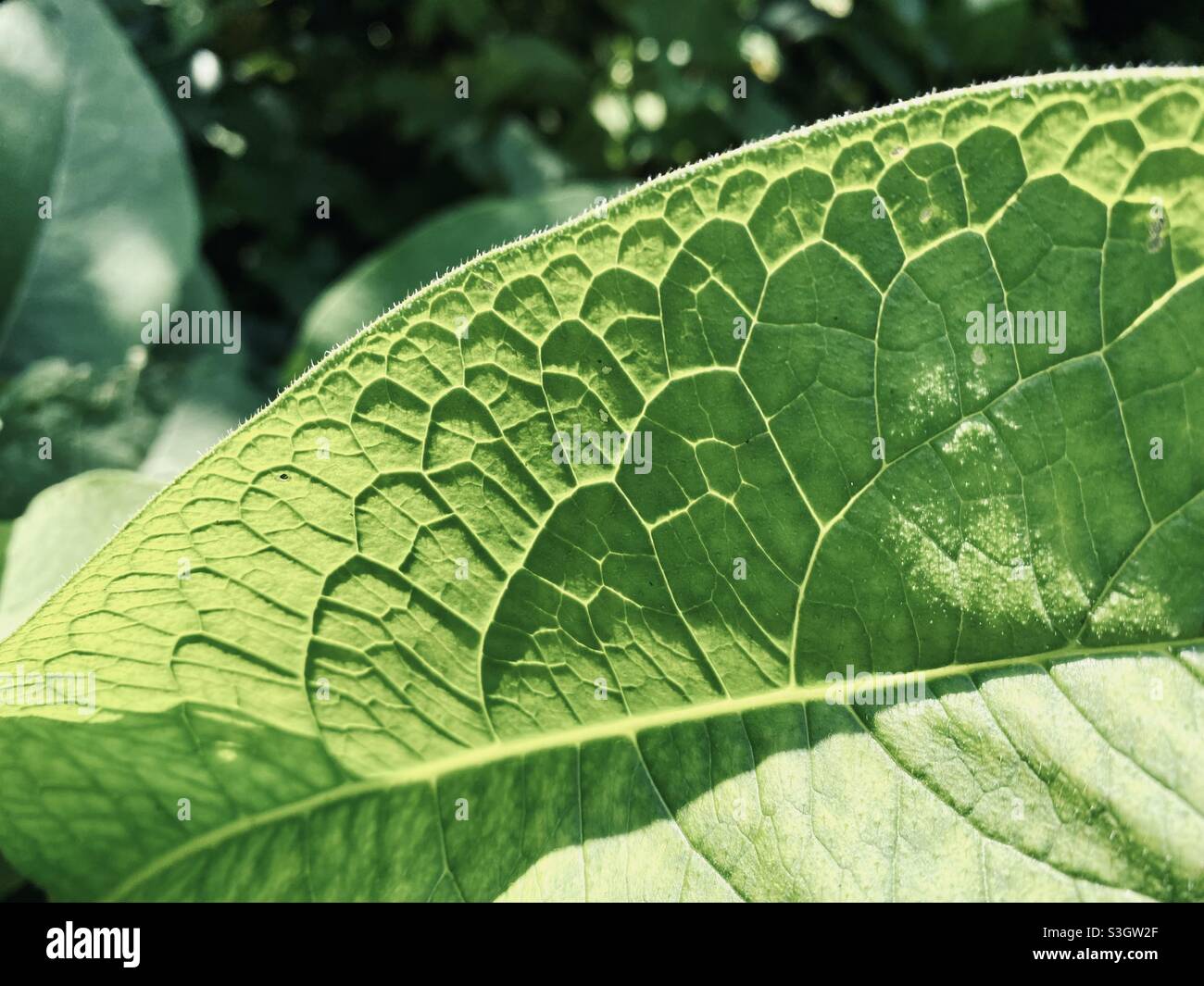 Green leaf texture garden nature Stock Photo