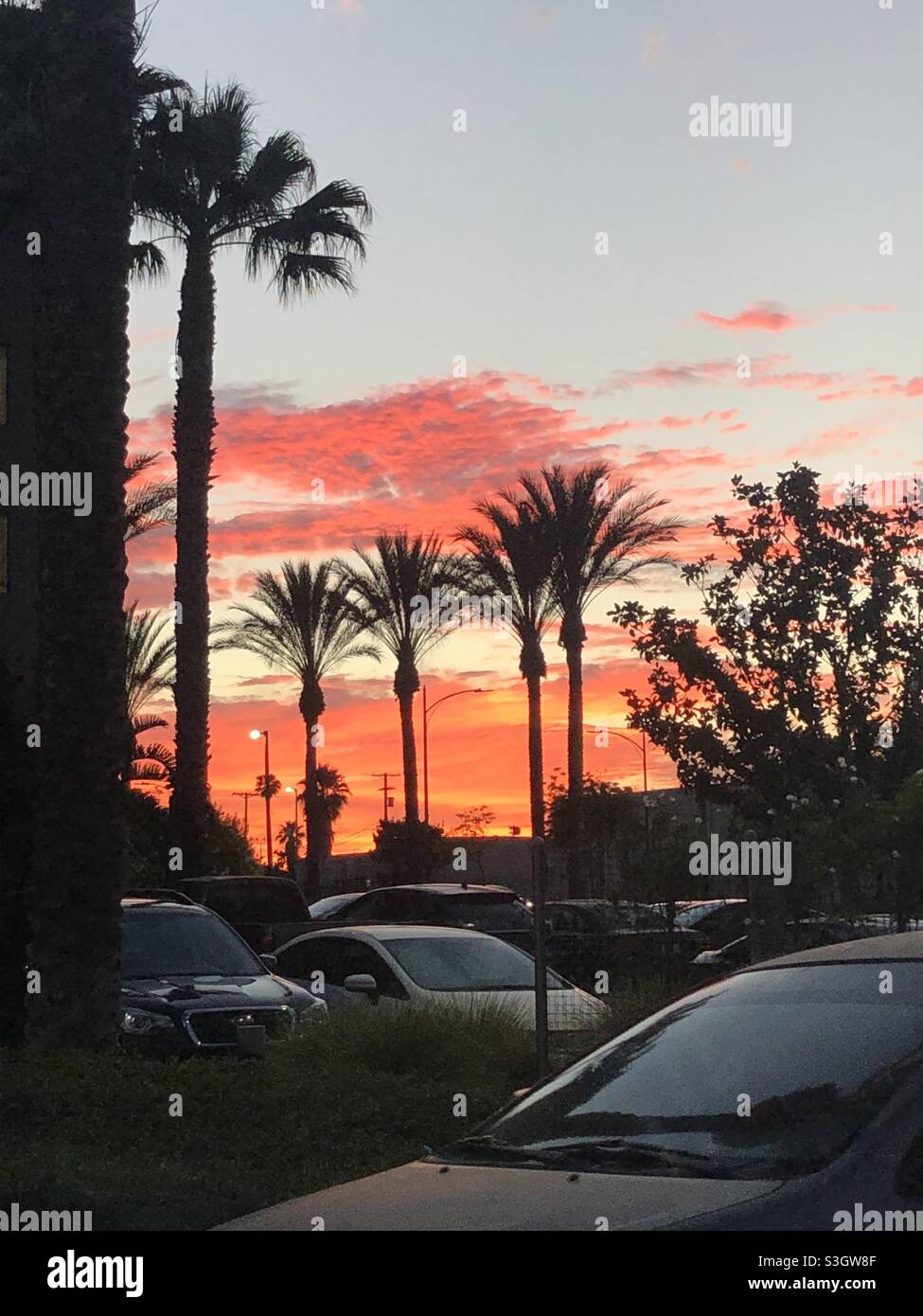 Sunset and palm trees over cars in parking lot Stock Photo - Alamy
