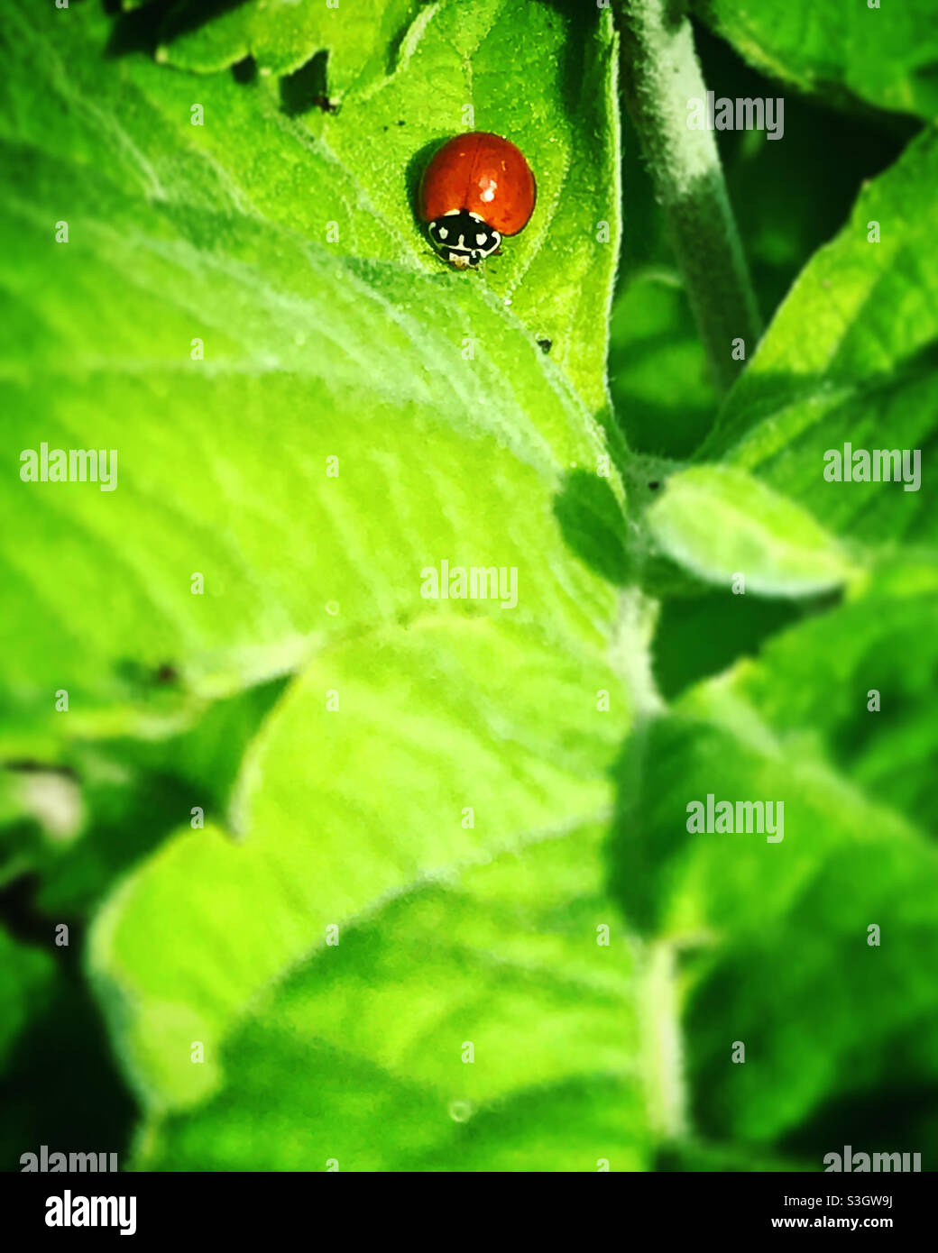 A red ladybug perches on a green leaf in a forest in Mexico - Smartphone Captured Stock Image