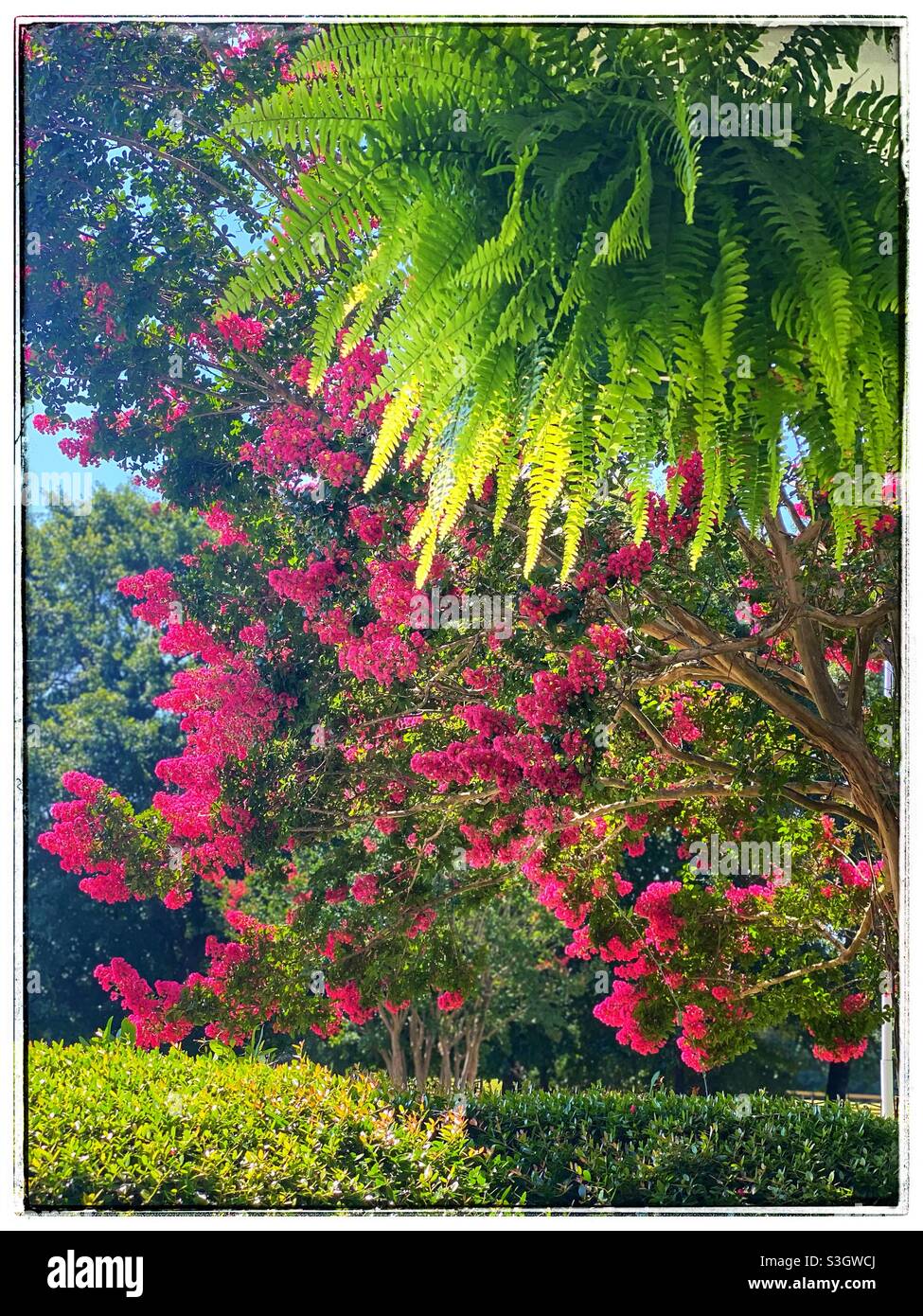 Pink flowers on crepe Myrtle tree Stock Photo