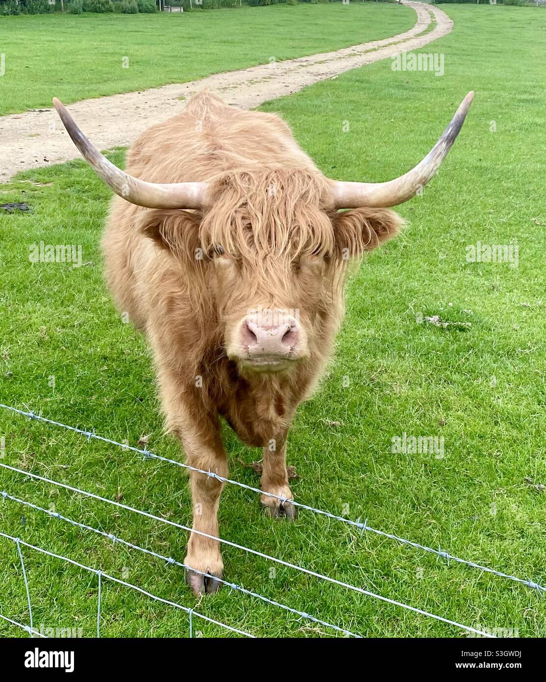 Highland cow at Cotswold farm park - Smartphone Captured Stock Image