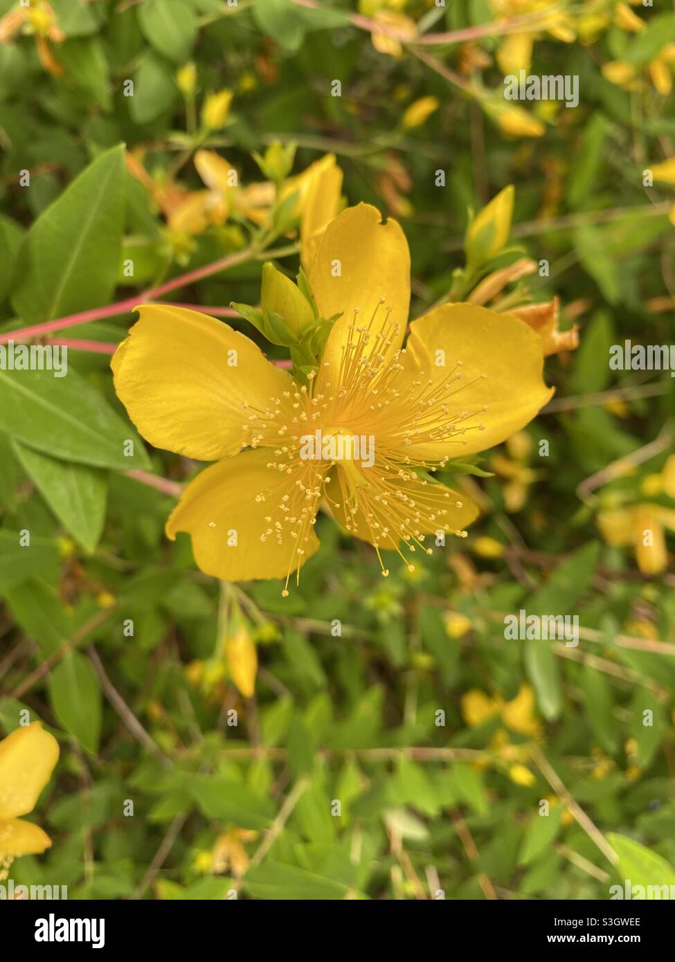 Beautiful yellow Hypericum triquetrifolium flower. Stock Photo