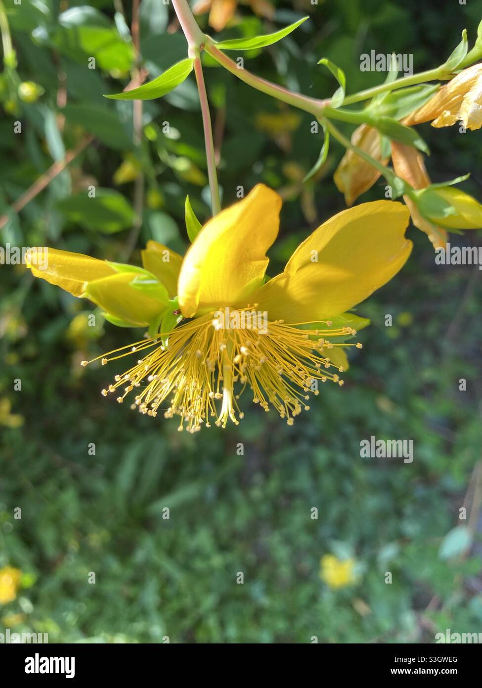 Yellow Hypericum triquetrifolium flower. Stock Photo