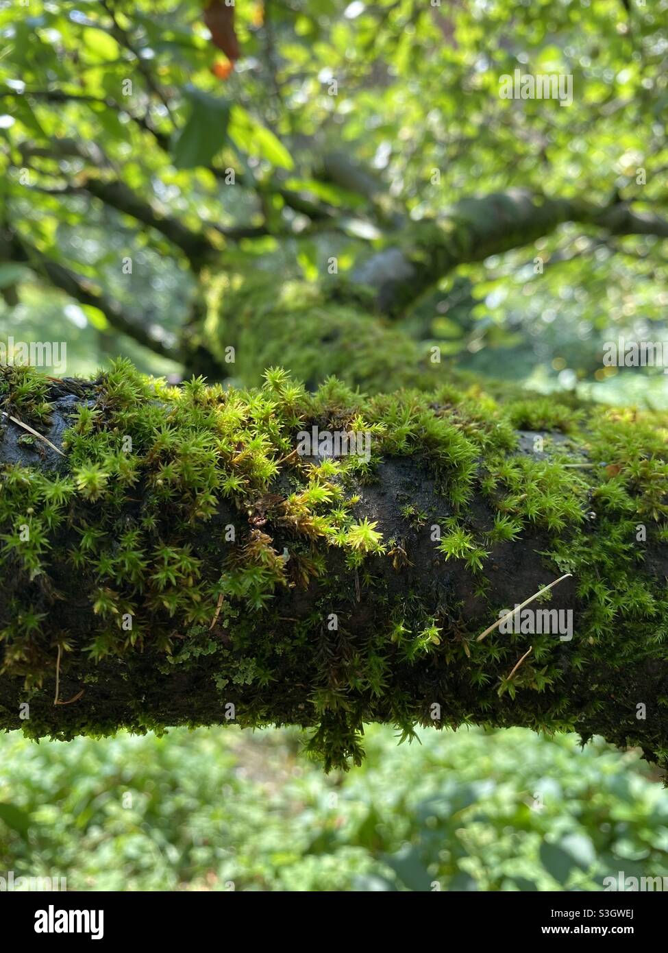 Mossy apple tree branch in the garden nature photography Stock Photo