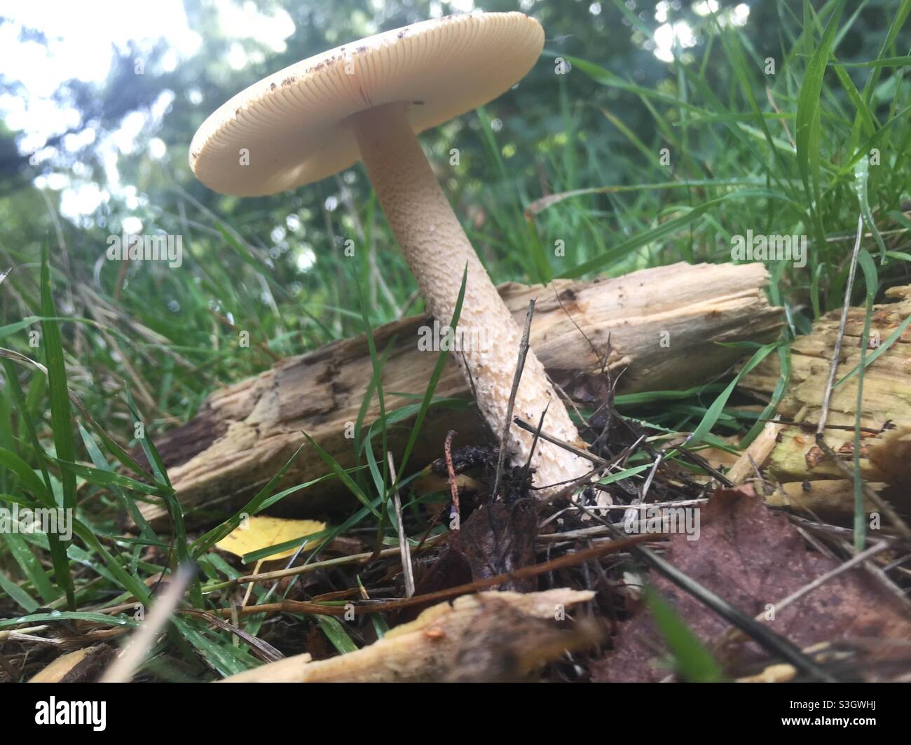 White mushroom in grass on forest floor Stock Photo