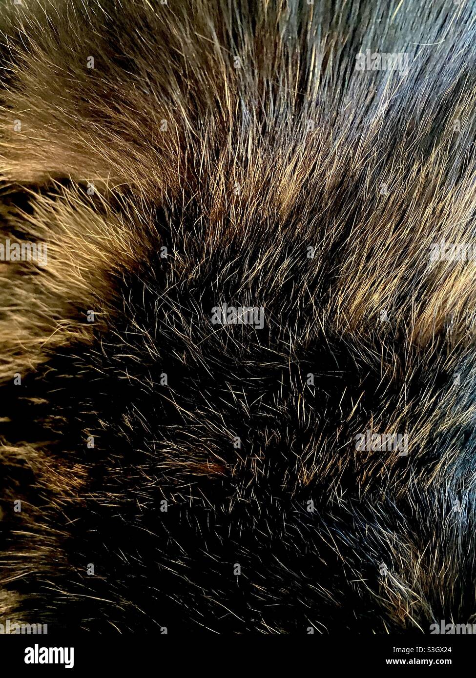 Detail and close up of a tortoise shell cat’s fur. - Smartphone Captured Stock Image
