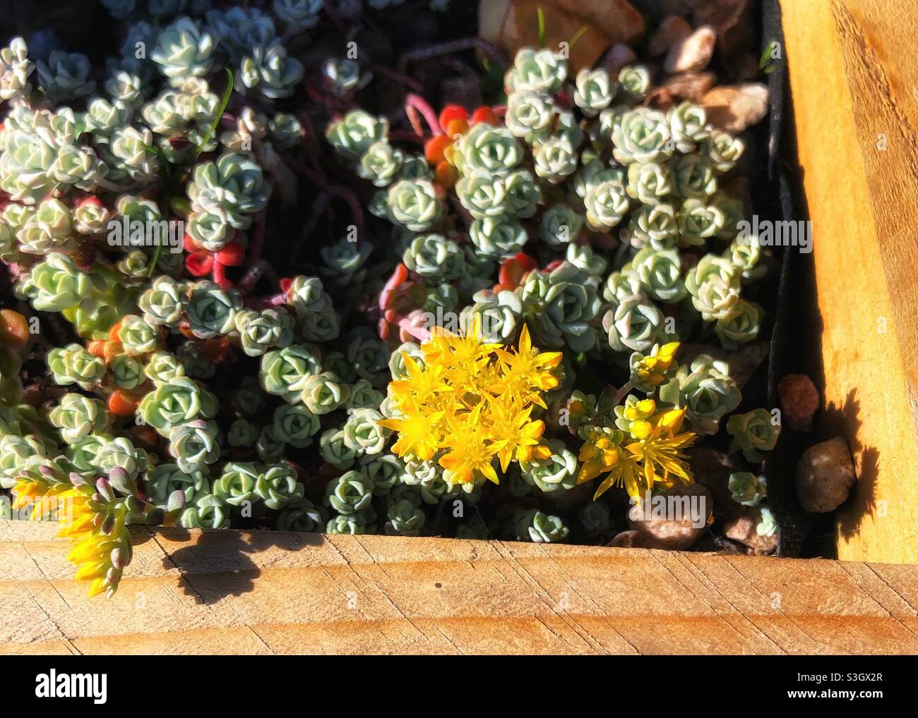 Alpine plants flowering in a wooden planter Stock Photo
