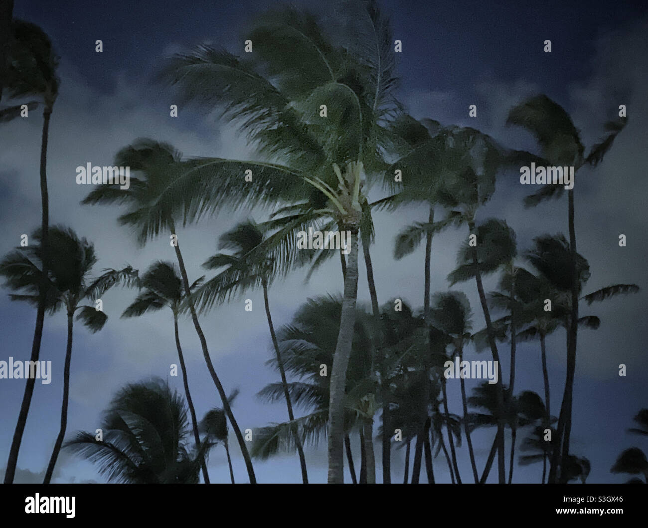 Trade winds blowing coconut palm trees - Smartphone Captured Stock Image